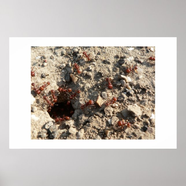 Ameisen. Poster (Vorne)