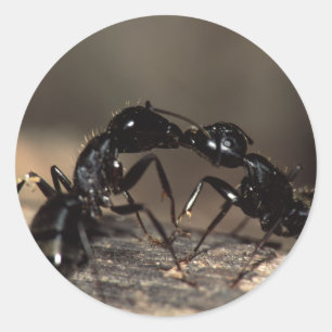 Ameisen Runder Aufkleber