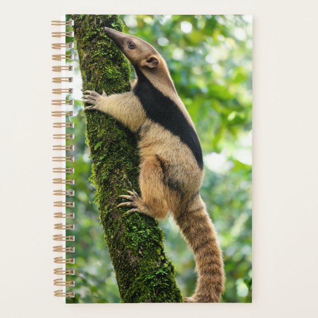 Ameisenbär 2027 Planer (Vorderseite)