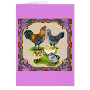 Ameraucana-Familie Gerahmt