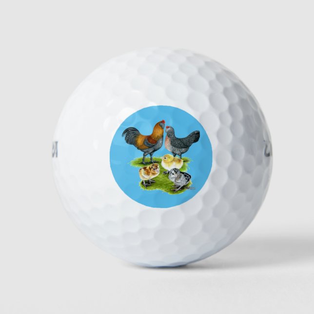 Ameraucana-Hühnerfamilie Golfball (Vorderseite)