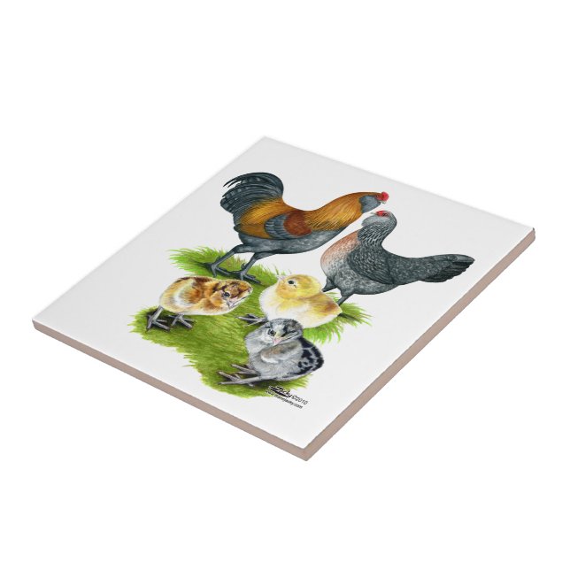 Ameraucana-Hühnersippe Fliese (Seite)