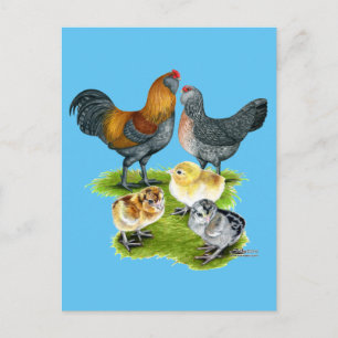 Ameraucana-Hühnersippe Postkarte