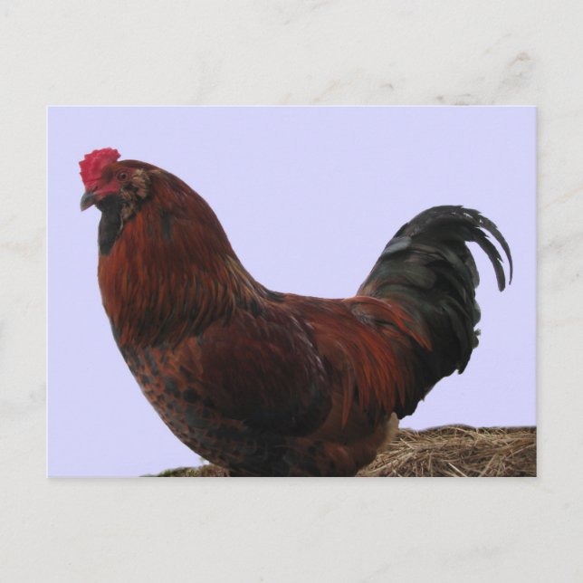 Ameraucana Rooster Postkarte (Vorderseite)