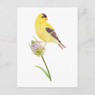 America Goldfinch and Thistle Post Card Postkarte