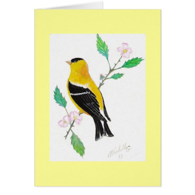 americam Goldfinch (Vorne)