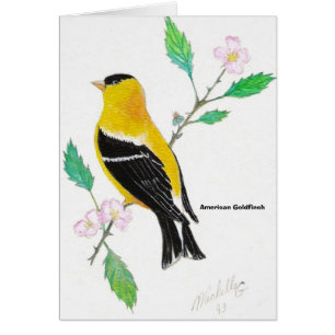 americam Goldfinch, amerikanischer Goldfinch