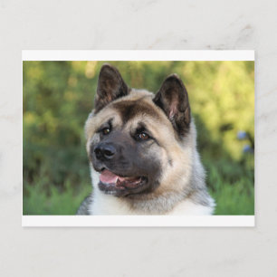 American Akita Dog Postkarte