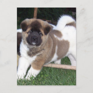 American Akita Puppy Dog Postkarte
