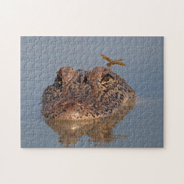 American Alligator and Dragonfly - Wildlife Foto Puzzle (Horizontal)