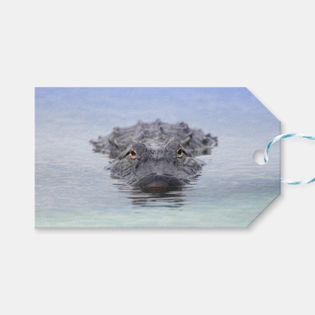 American Alligator – Lake Apopka Wildlife Drive Geschenkanhänger (Vorderseite (Horizontal))