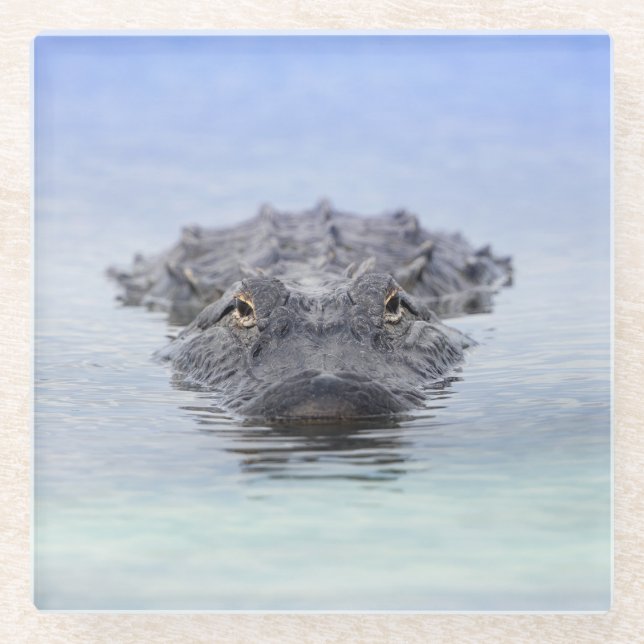 American Alligator – Lake Apopka Wildlife Drive Glasuntersetzer (Vorderseite)