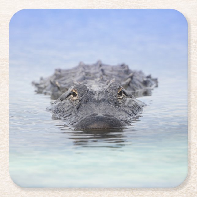 American Alligator – Lake Apopka Wildlife Drive Rechteckiger Pappuntersetzer (Vorderseite)