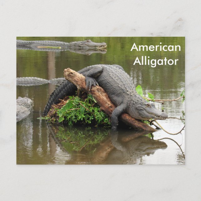American Alligator - Learning Postcard Postkarte (Vorderseite)