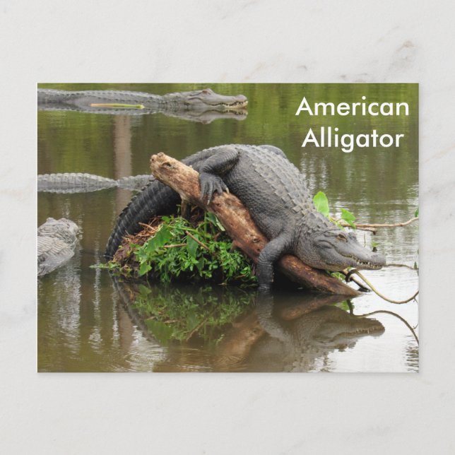 American Alligator - Learning Postcard Postkarte (Vorderseite)