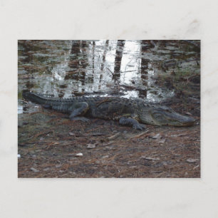 American Alligator Postcard Postkarte