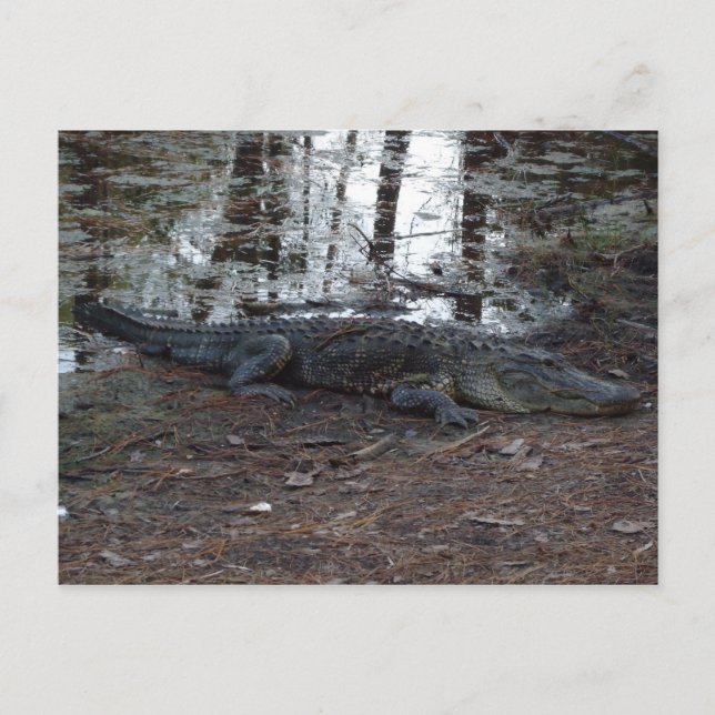 American Alligator Postcard Postkarte (Vorderseite)