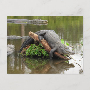American Alligator Postcard Postkarte