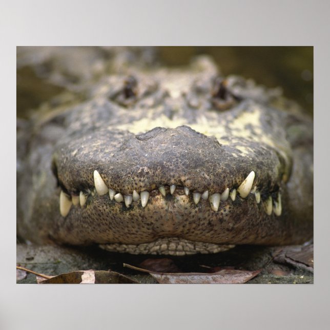 American Alligator Poster (Vorne)