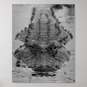 American Alligator Staring Down - Wildlife Foto Poster