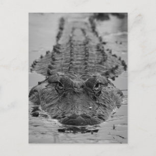 American Alligator Staring Down - Wildlife Foto Postkarte