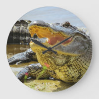 American Alligator von Angesicht zu Angesicht