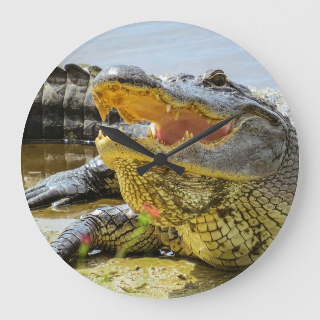 American Alligator von Angesicht zu Angesicht Große Wanduhr (Vorderseite)