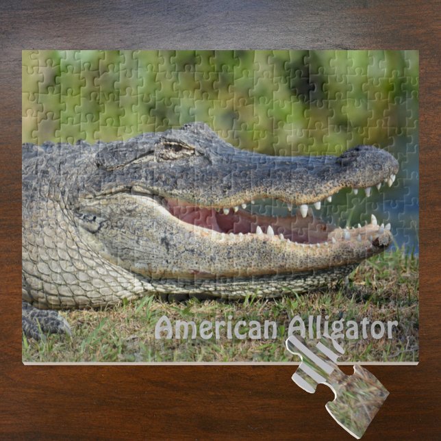 American Alligator Wildlife Fotografy Puzzle (Von Creator hochgeladen)
