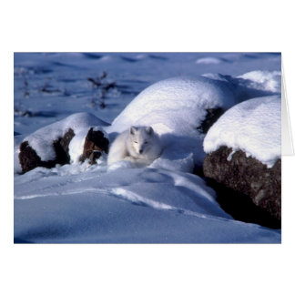 American Arctic Fox