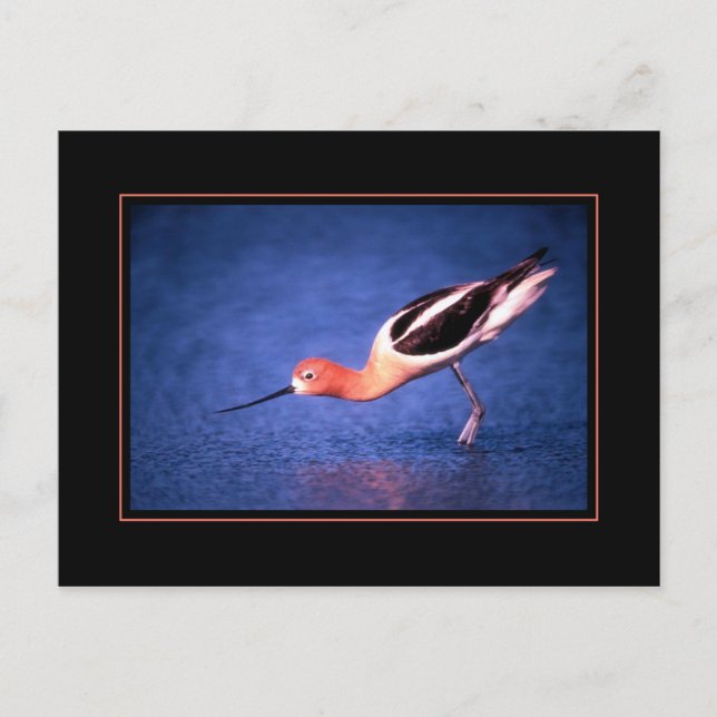 American Avocet Postcard Postkarte (Vorderseite)