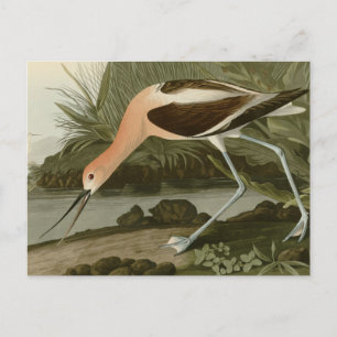 American Avocet Postkarte
