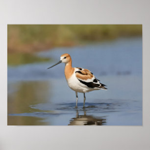 American Avocet stehend im Wasser Poster
