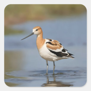 American Avocet stehend im Wasser Quadratischer Aufkleber