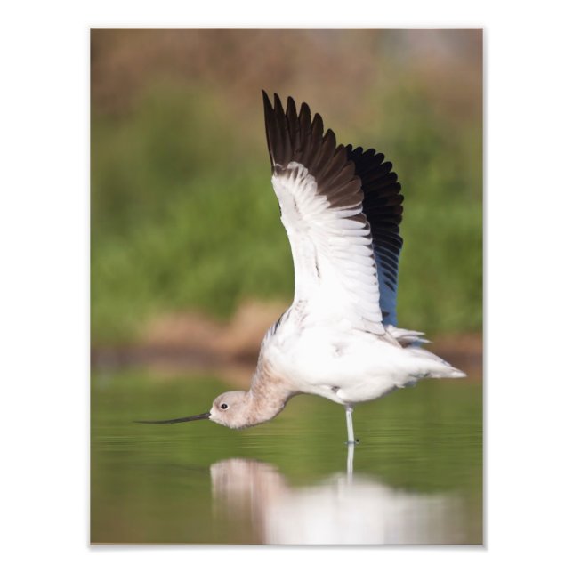 American Avocet Stretch Fotodruck (Vorne)