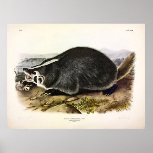 American Badger (Taxidea Taxus) von Audubon Poster