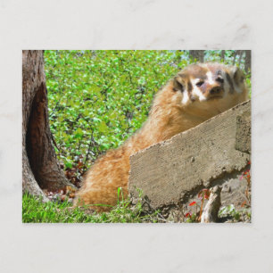 American Badger: Weck-up-Anruf Postkarte