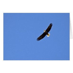 American Bald Eagle