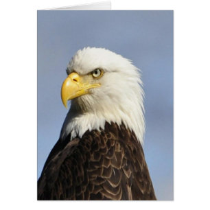 American Bald Eagle