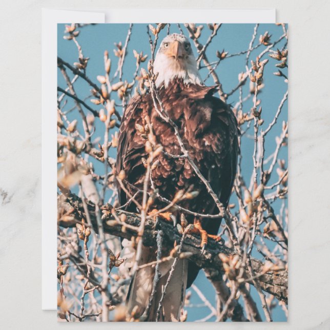 American Bald Eagle (Vorderseite)