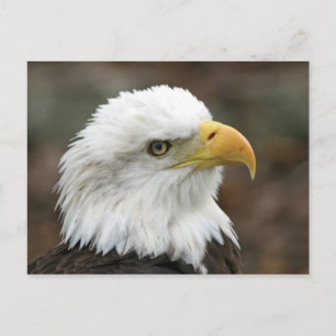 American Bald Eagle 2 Postkarte