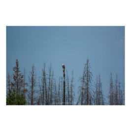 American Bald Eagle 8974 Fotodruck