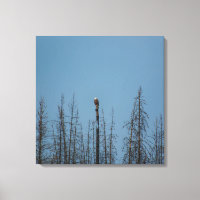 American Bald Eagle 8974