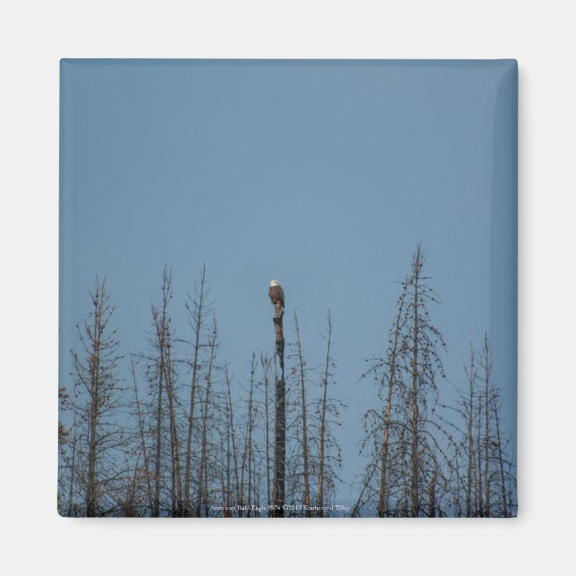 American Bald Eagle 8974 Magnet (Vorne)