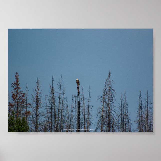 American Bald Eagle 8974 Poster (Vorne)