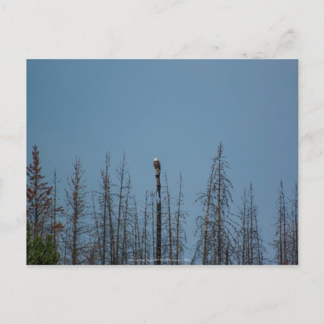 American Bald Eagle 8974 Postkarte (Vorderseite)