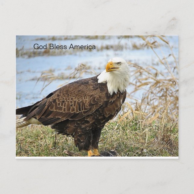 American Bald Eagle auf einer Postkarte (Vorderseite)