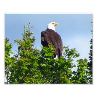 American Bald Eagle Foto Print