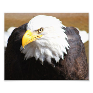 American Bald Eagle Fotografie Print