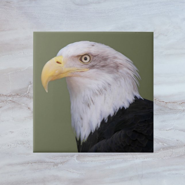 American Bald Eagle Head Fliese (In Situ)