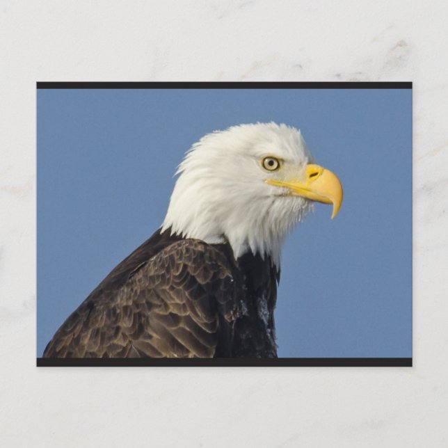 American Bald Eagle II Postcard Postkarte (Vorderseite)